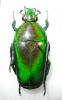 254280 – Photo : BAUER – Gabon